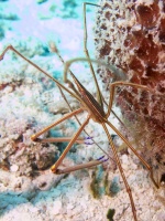 Yellowline Arrowcrab IMG 5209